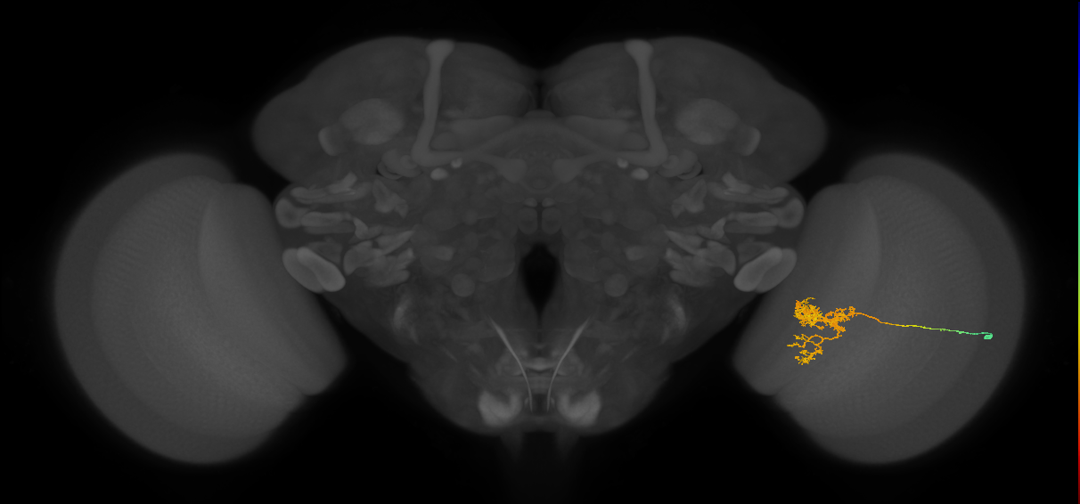 Tm24_R (MaleCNS:41699)