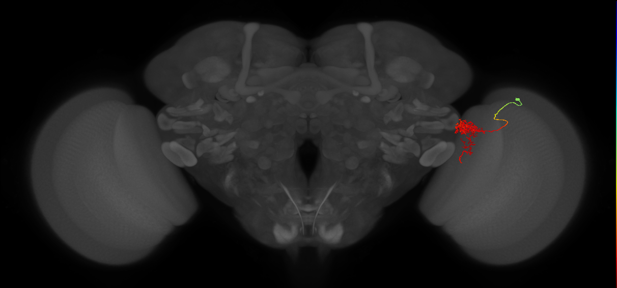 Tm24_R (MaleCNS:67431)