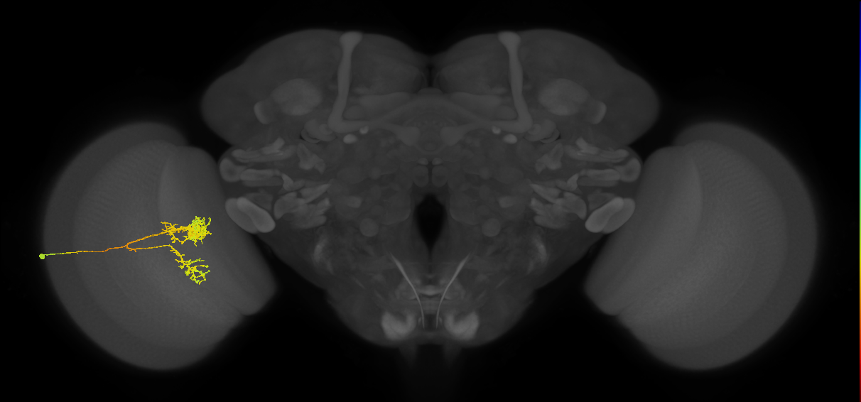 Tm24_L (MaleCNS:926170)