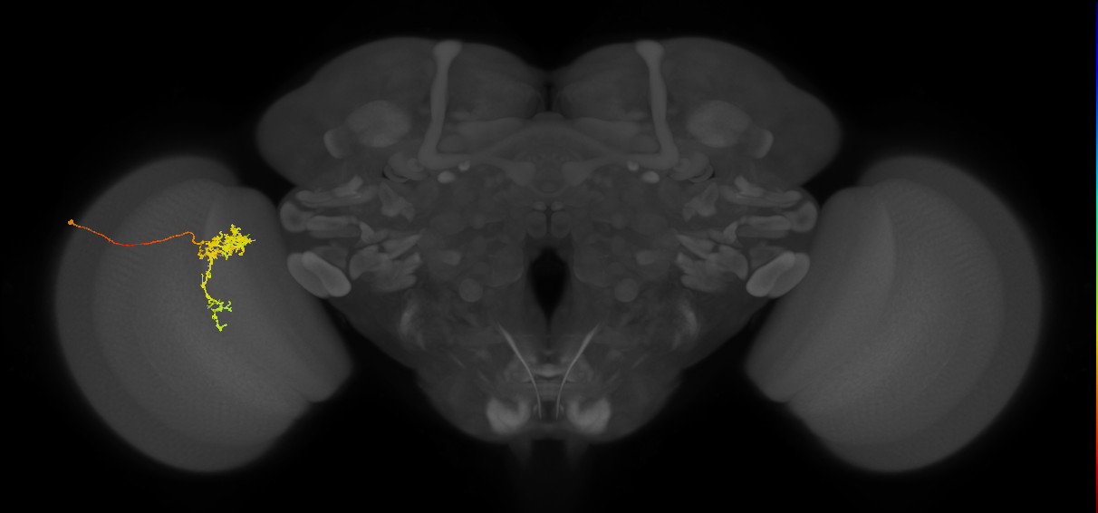 Tm24_L (MaleCNS:50696)