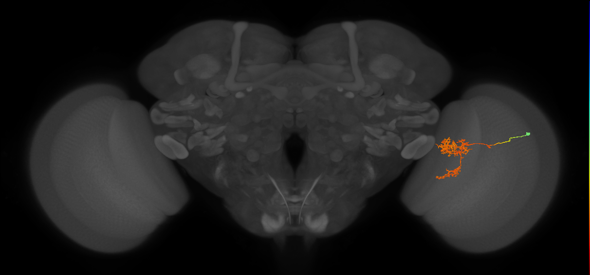 Tm24_R (MaleCNS:45991)