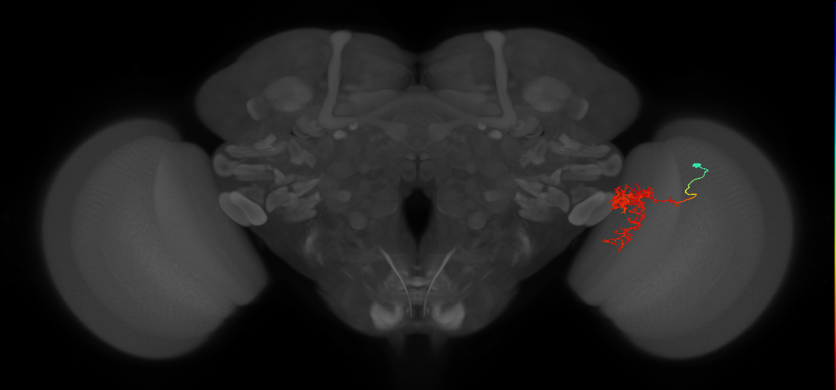 Tm24_R (MaleCNS:50796)