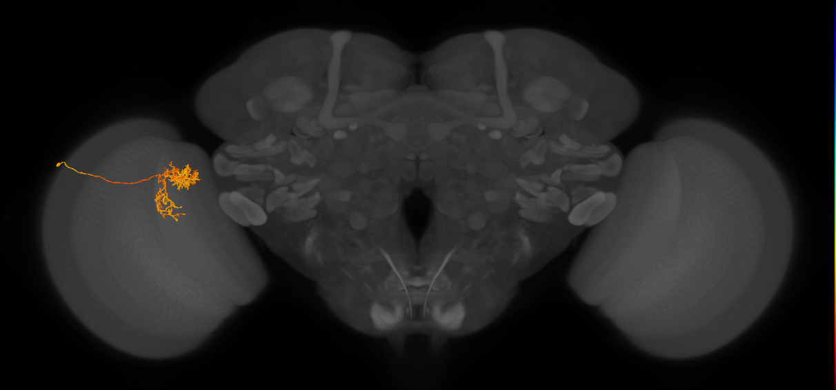 Tm24_L (MaleCNS:69654)