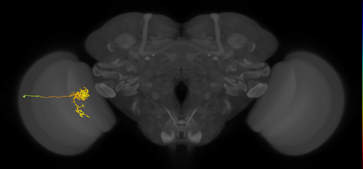 Tm24_L (MaleCNS:527598)