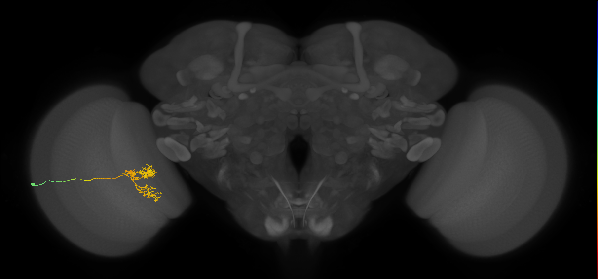 Tm24_L (MaleCNS:39437)