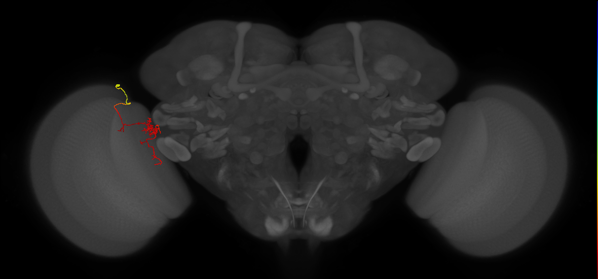 Tm24_L (MaleCNS:550879)