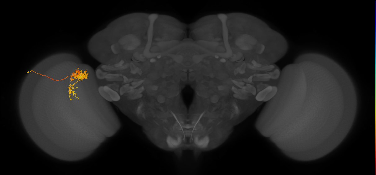 Tm24_L (MaleCNS:42353)