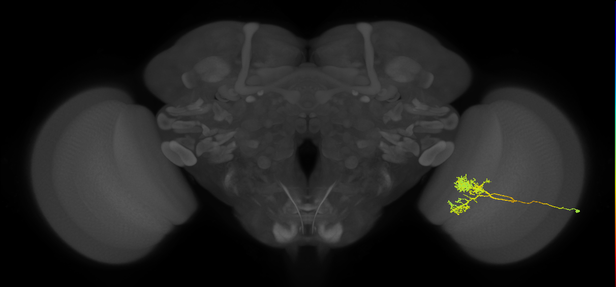 Tm24_R (MaleCNS:28796)