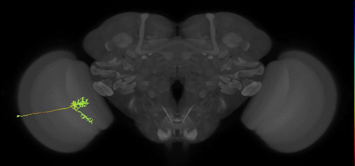 Tm24_L (MaleCNS:44277)