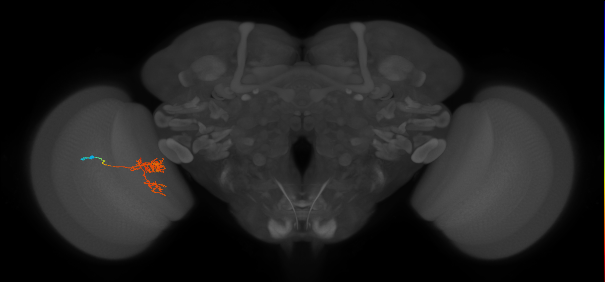 Tm24_L (MaleCNS:49633)