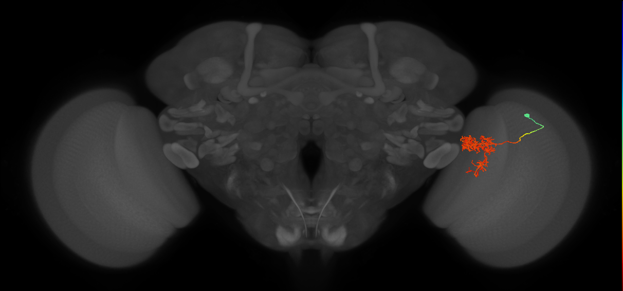 Tm24_R (MaleCNS:48137)