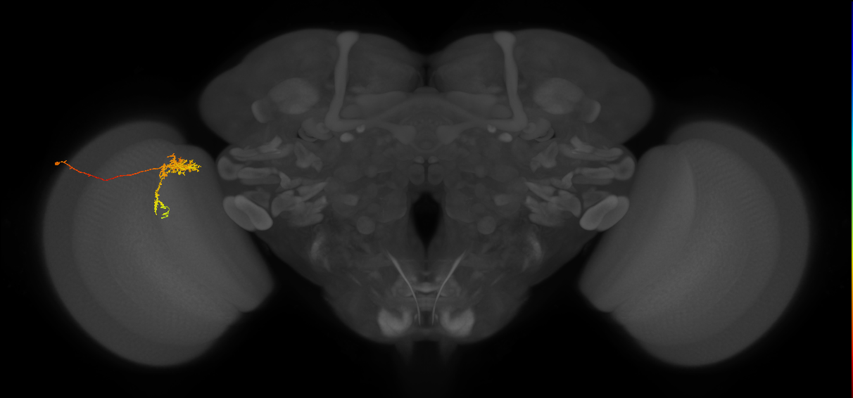 Tm24_L (MaleCNS:71740)