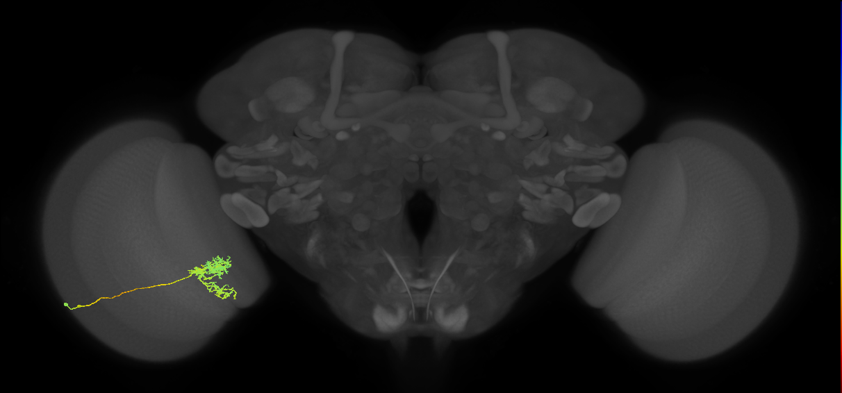 Tm24_L (MaleCNS:529351)