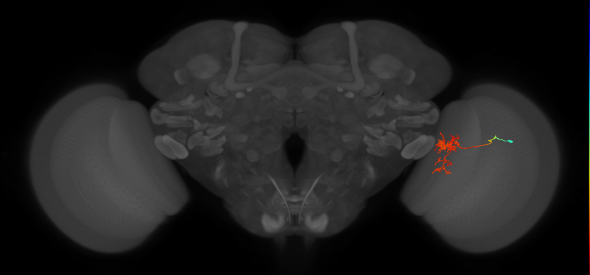 Tm24_R (MaleCNS:62956)
