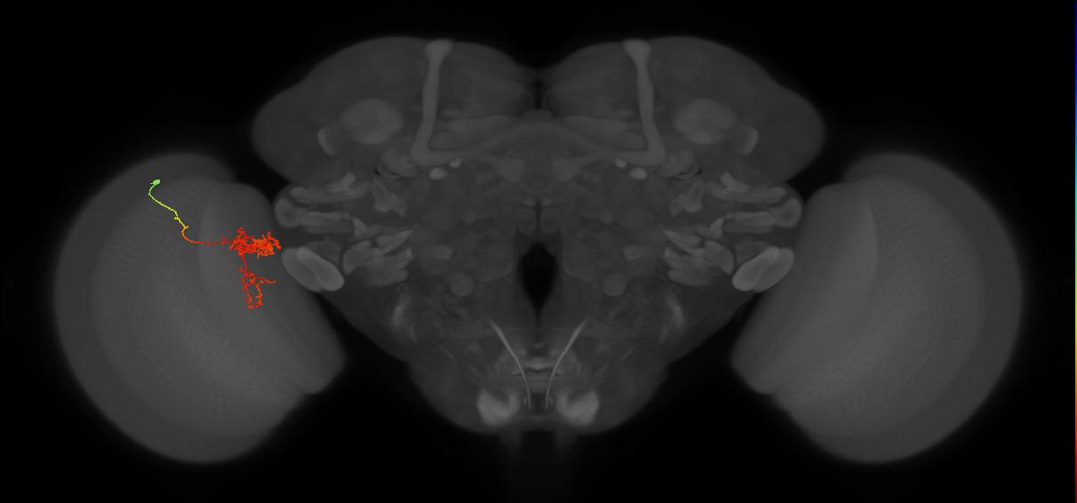 Tm24_L (MaleCNS:57624)
