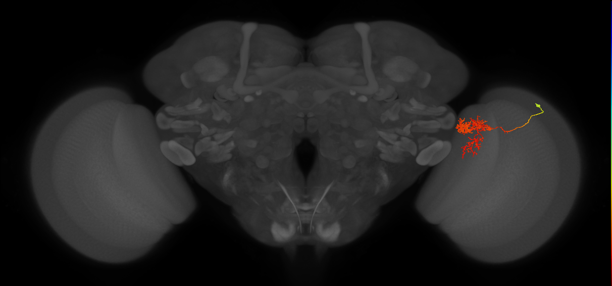 Tm24_R (MaleCNS:50168)