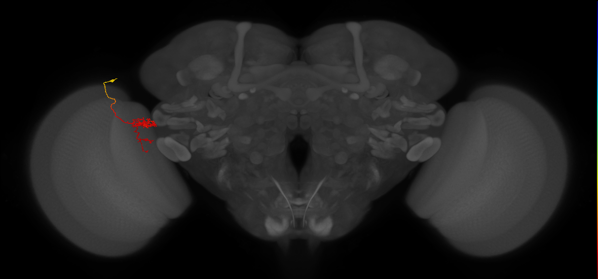 Tm24_L (MaleCNS:64954)