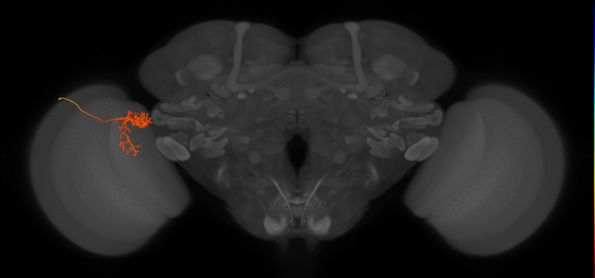 Tm24_L (MaleCNS:75382)