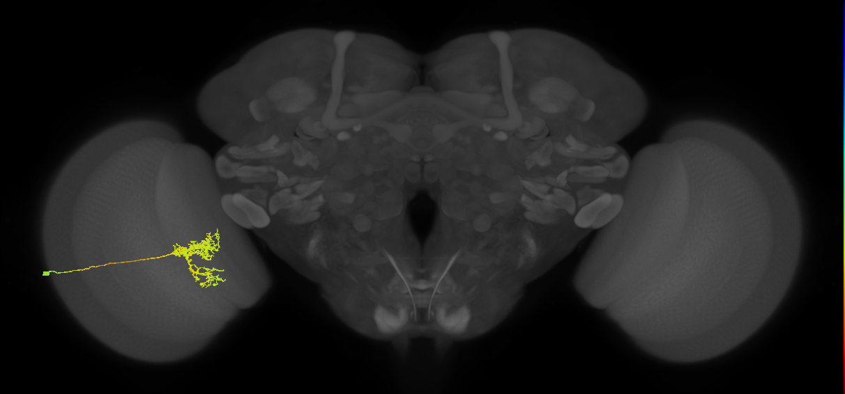 Tm24_L (MaleCNS:518231)