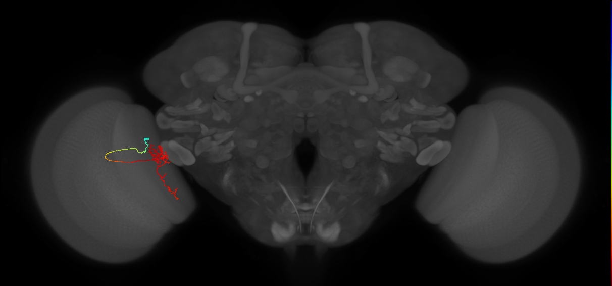 Tm24_L (MaleCNS:551385)