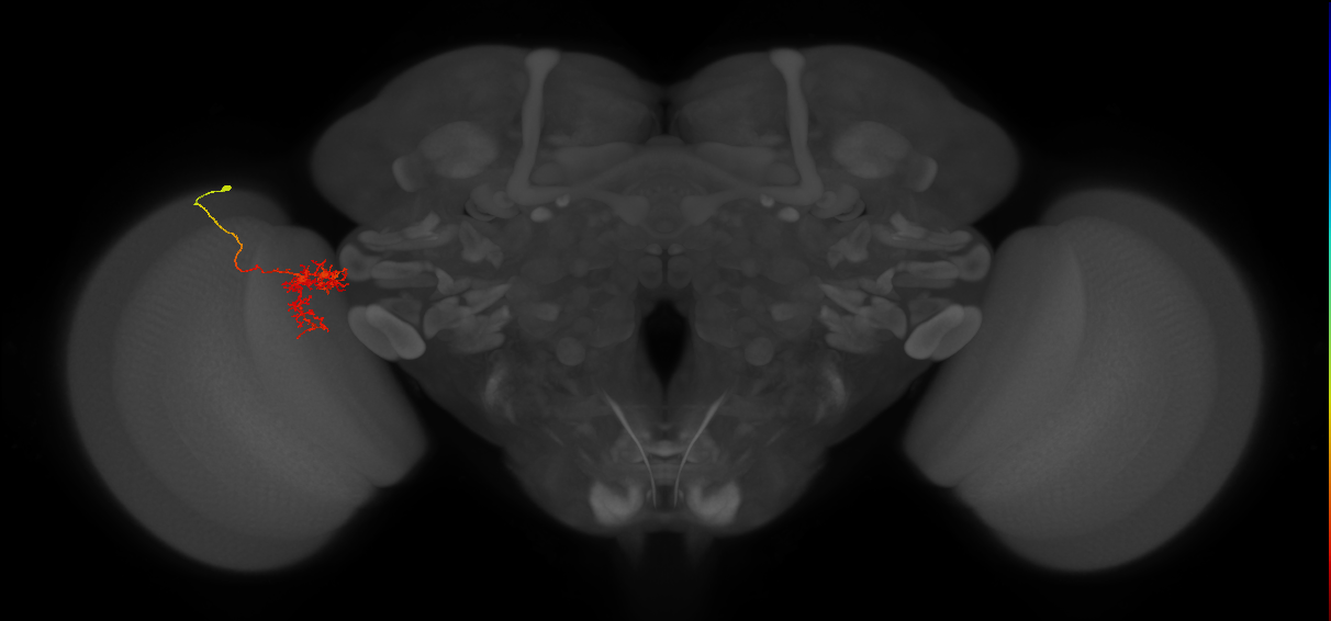 Tm24_L (MaleCNS:63442)