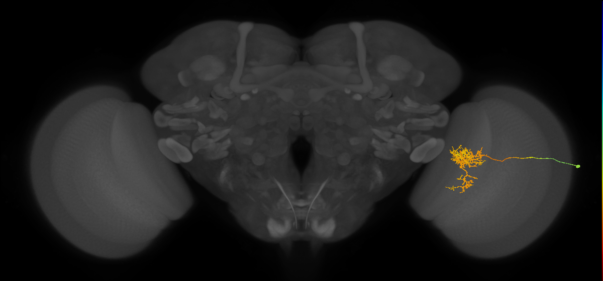 Tm24_R (MaleCNS:52490)