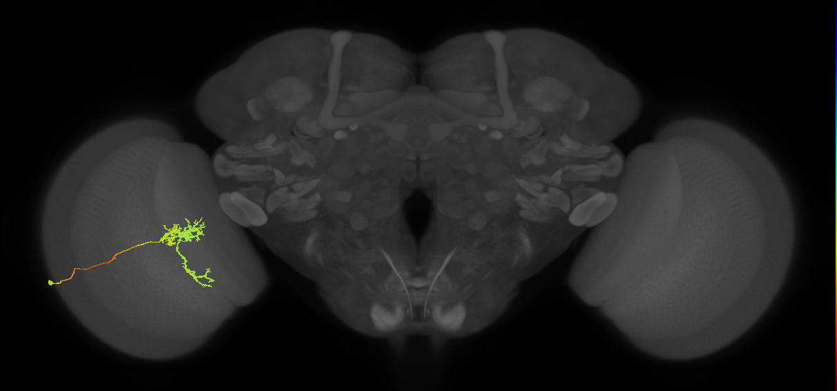 Tm24_L (MaleCNS:44791)