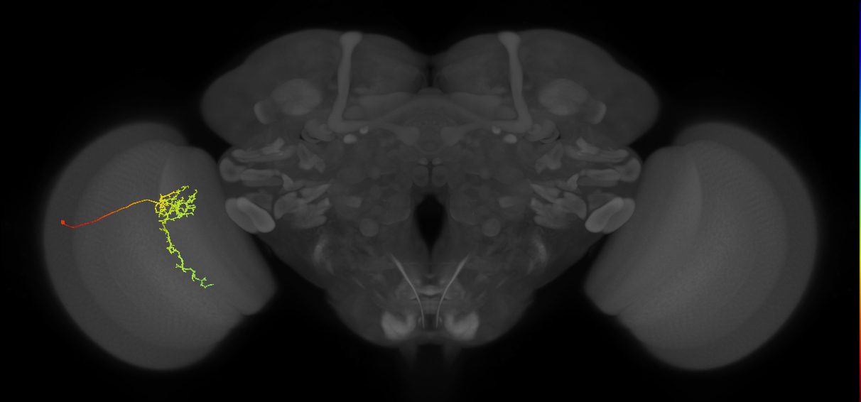 Tm24_L (MaleCNS:64402)