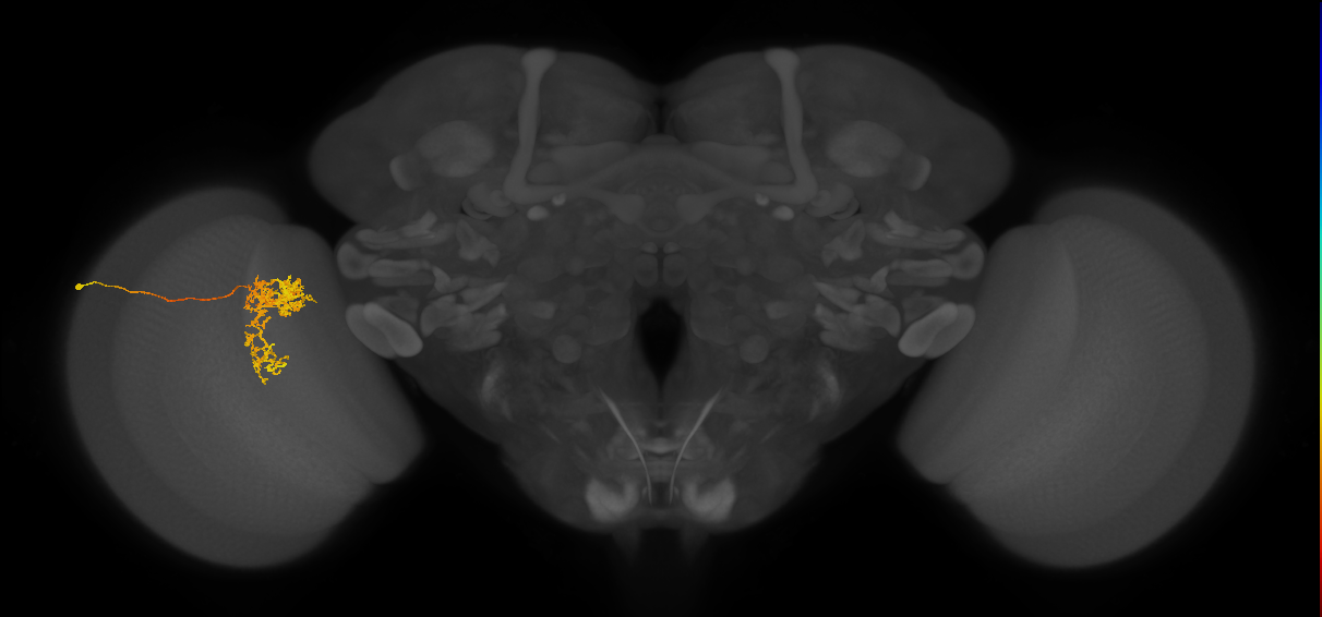 Tm24_L (MaleCNS:34560)