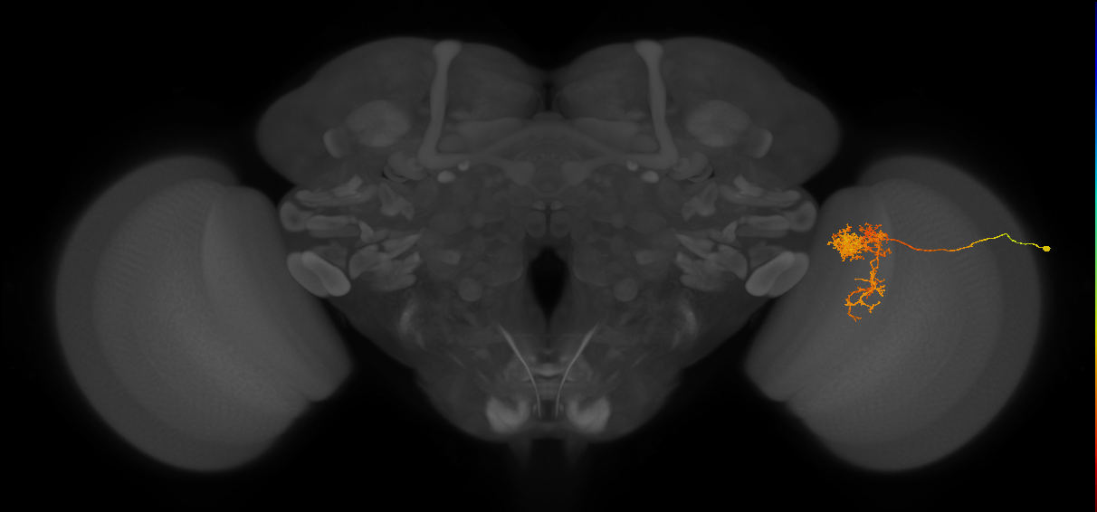 Tm24_R (MaleCNS:38109)