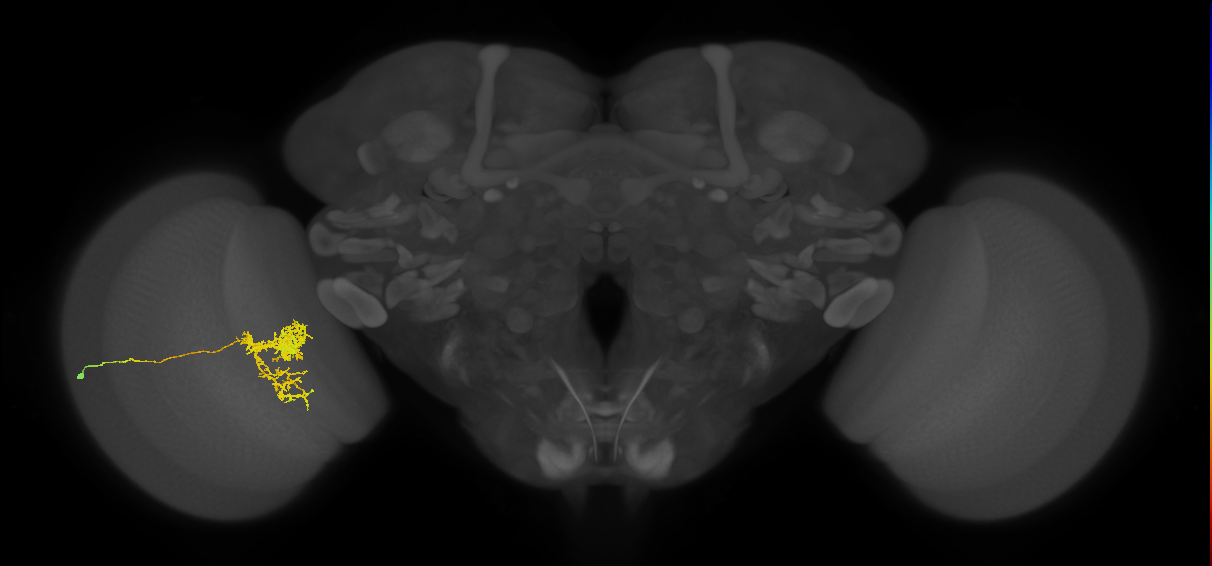 Tm24_L (MaleCNS:35718)