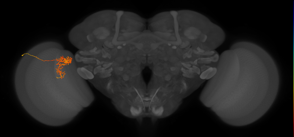 Tm24_L (MaleCNS:62414)