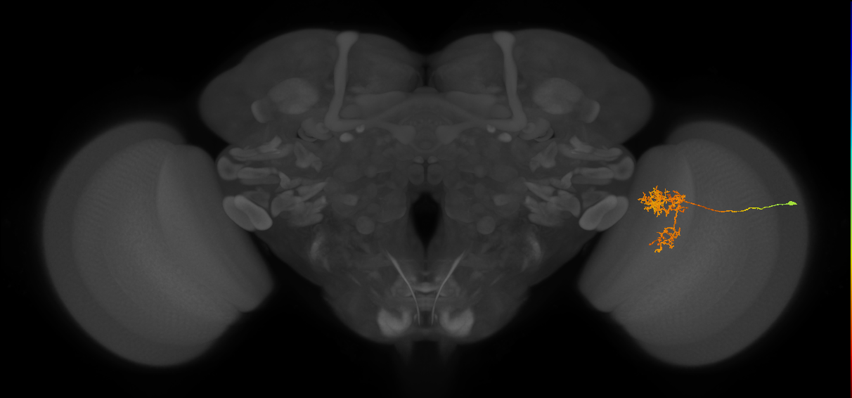 Tm24_R (MaleCNS:43466)