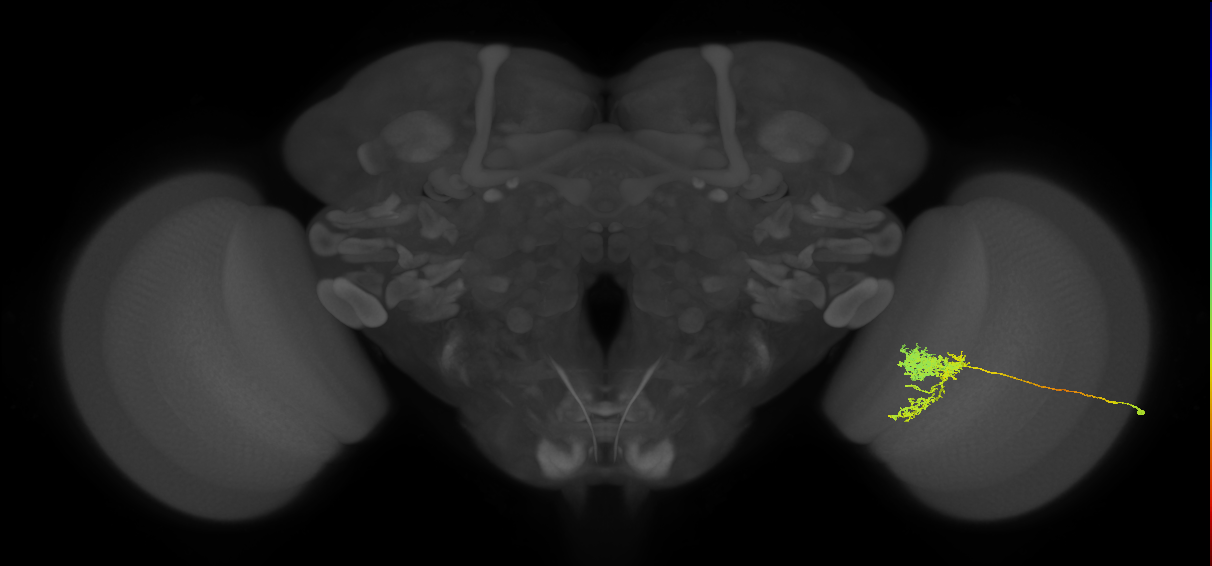 Tm24_R (MaleCNS:31241)