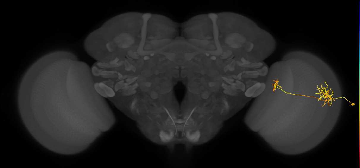 Tm26_R (MaleCNS:47416)