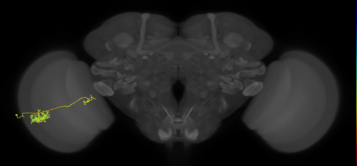 Tm26_L (MaleCNS:16911)