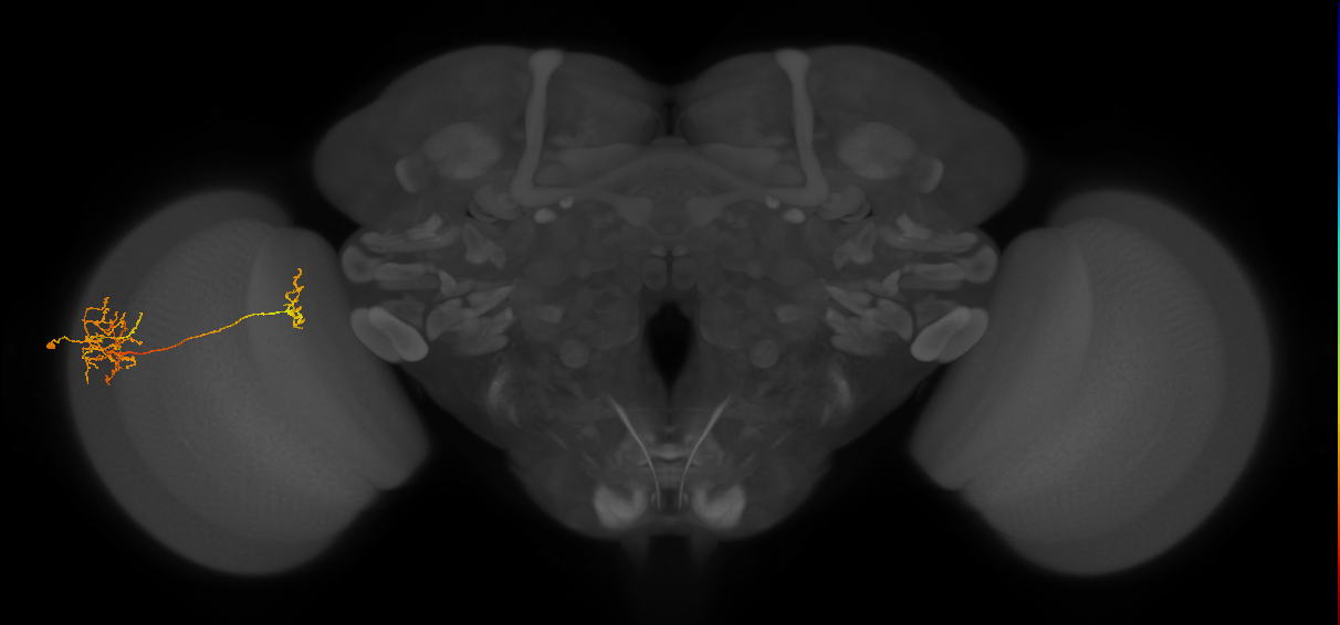 Tm26_L (MaleCNS:525342)