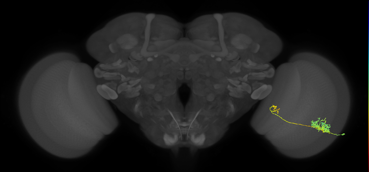 Tm26_R (MaleCNS:45039)