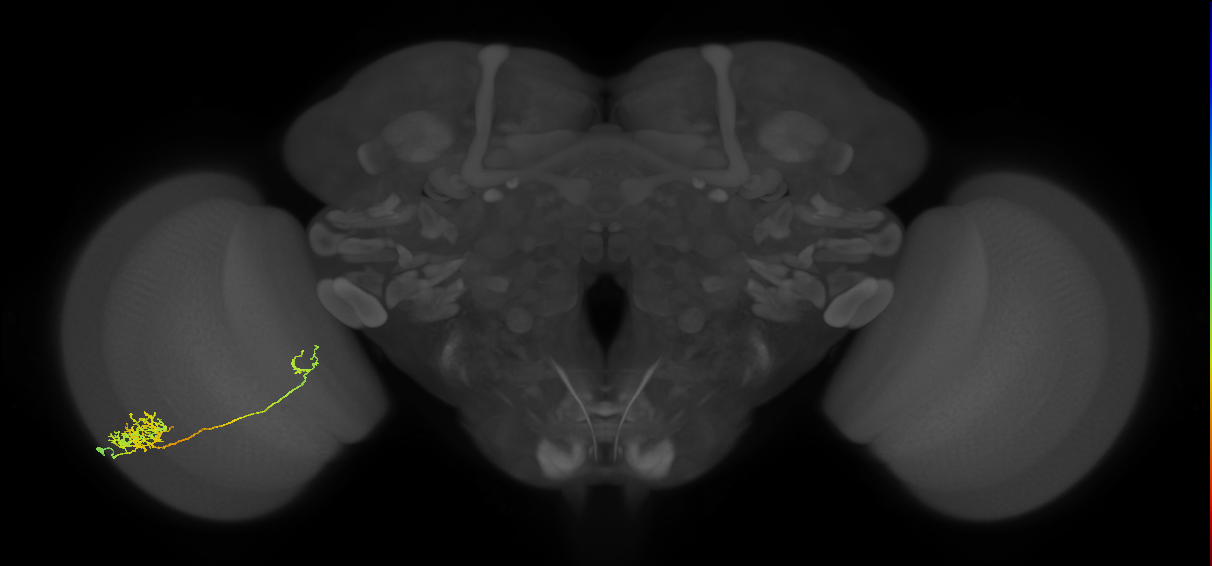 Tm26_L (MaleCNS:38445)