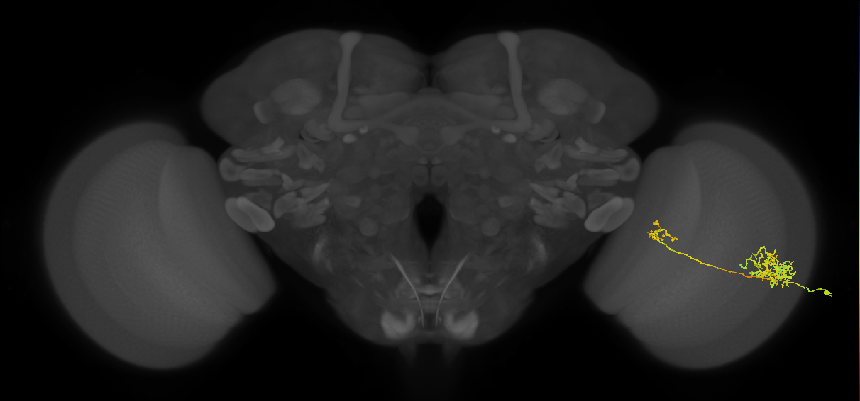 Tm26_R (MaleCNS:36689)