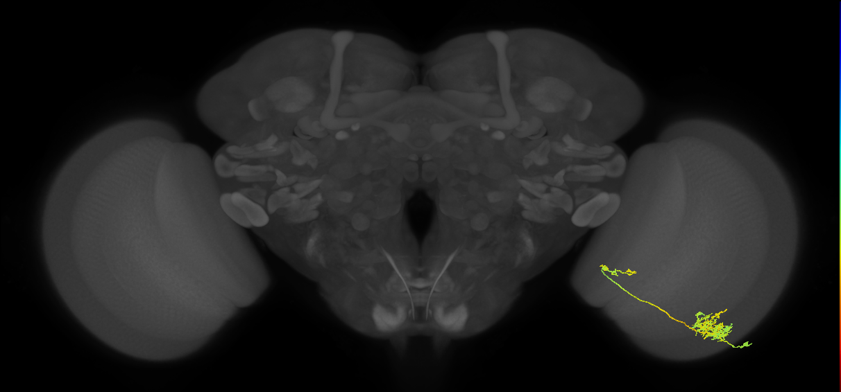 Tm26_R (MaleCNS:47147)