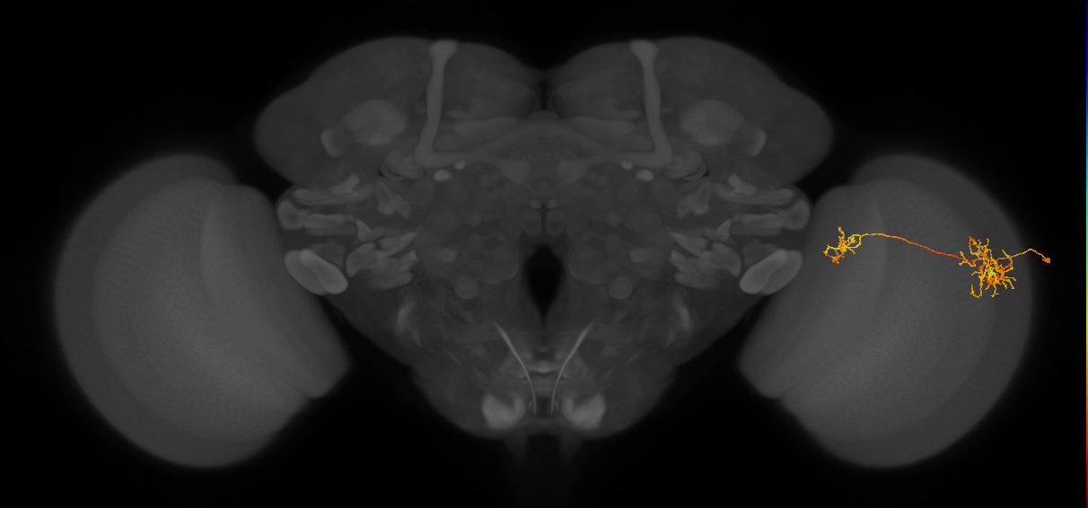 Tm26_R (MaleCNS:39821)