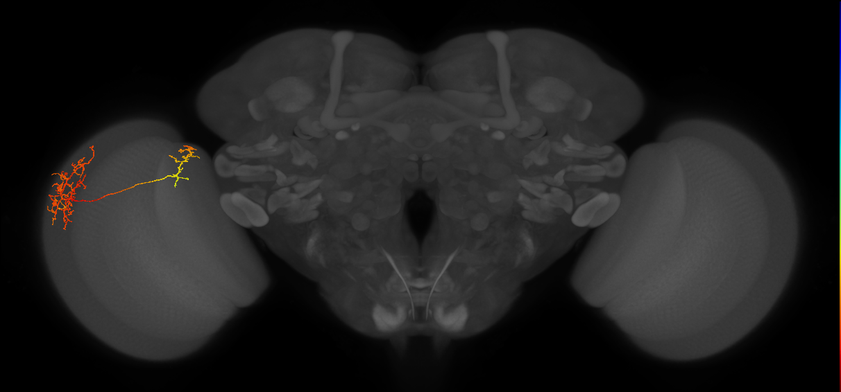 Tm26_L (MaleCNS:49188)