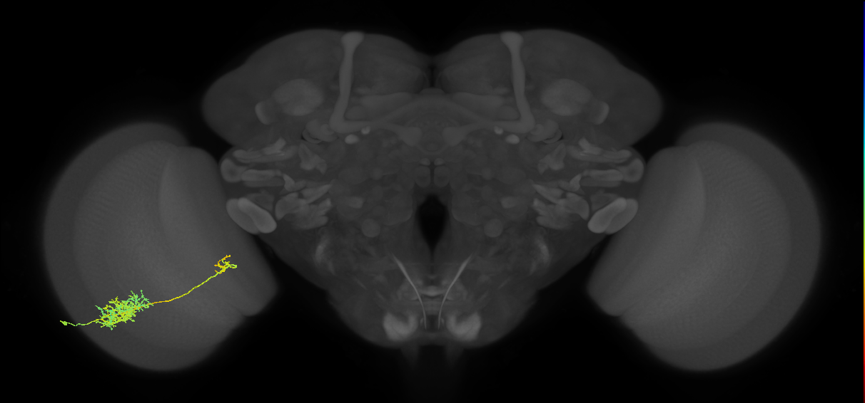 Tm26_L (MaleCNS:24927)
