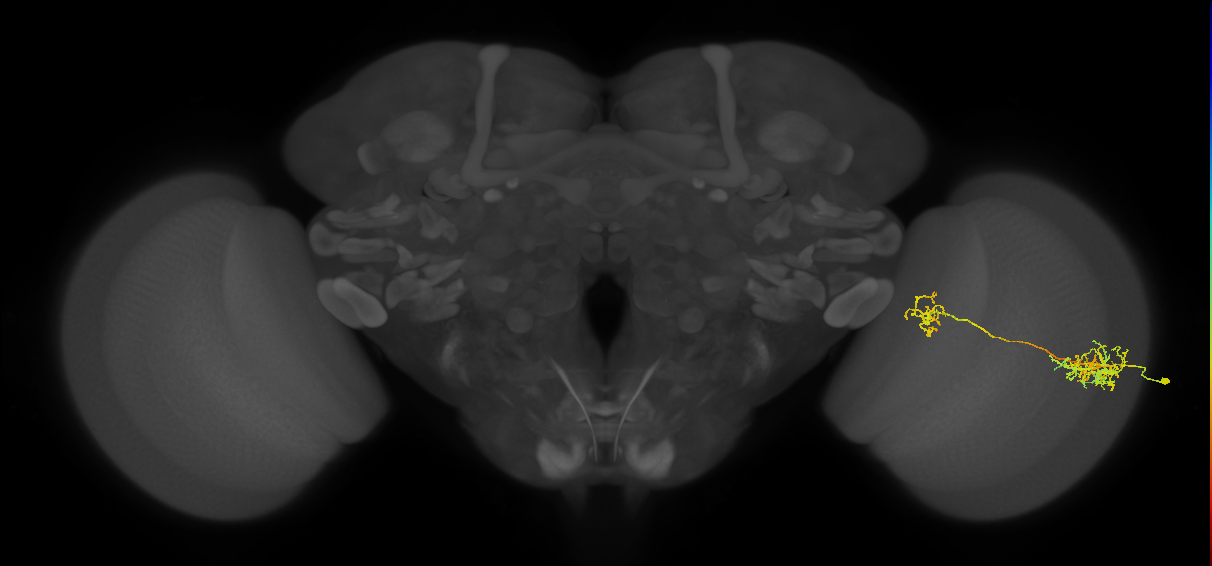 Tm26_R (MaleCNS:34274)