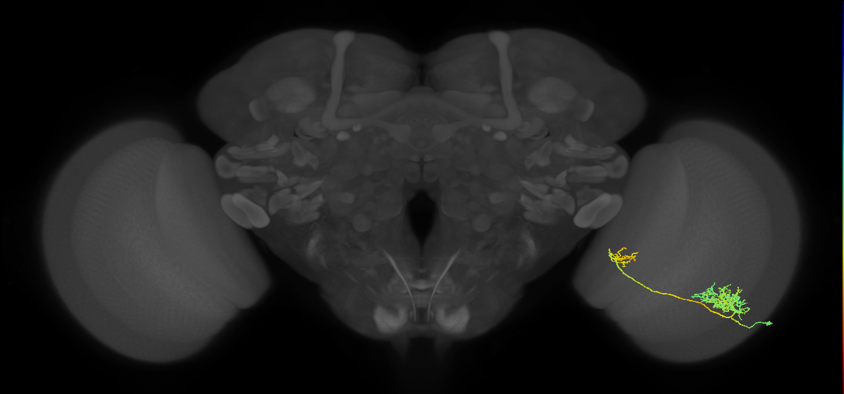 Tm26_R (MaleCNS:37966)