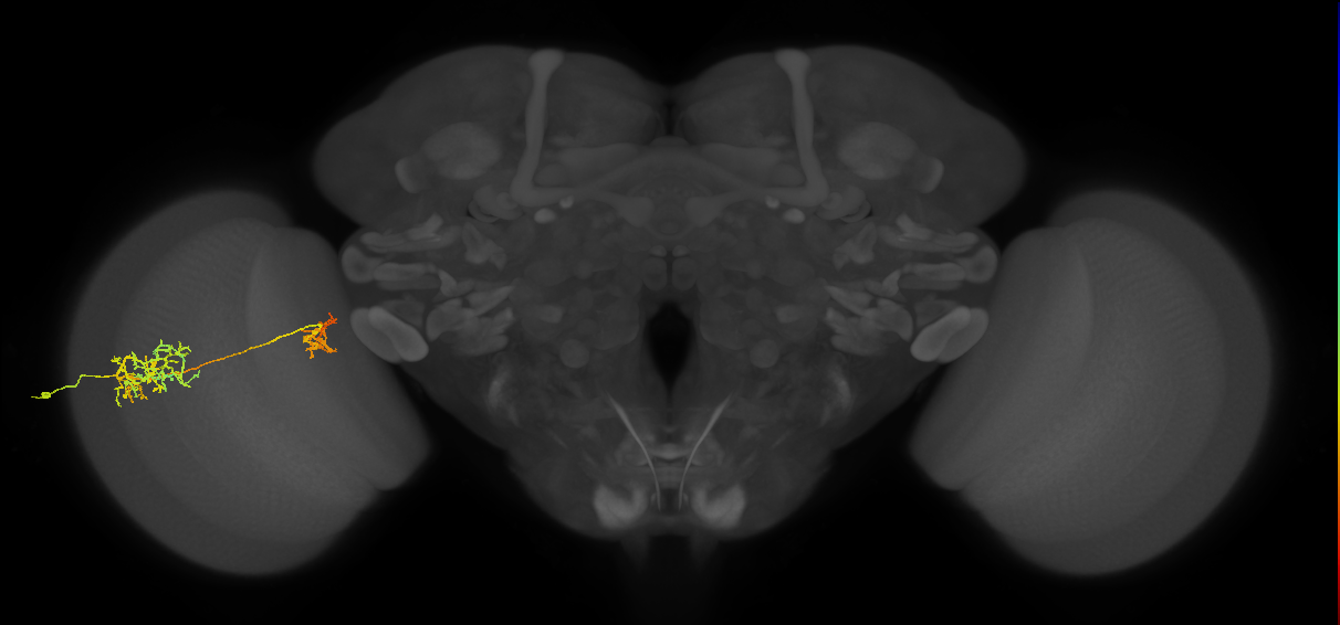 Tm26_L (MaleCNS:516016)