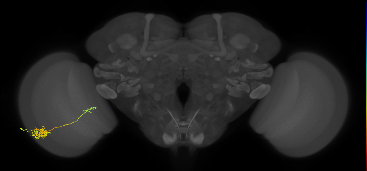 Tm26_L (MaleCNS:57392)