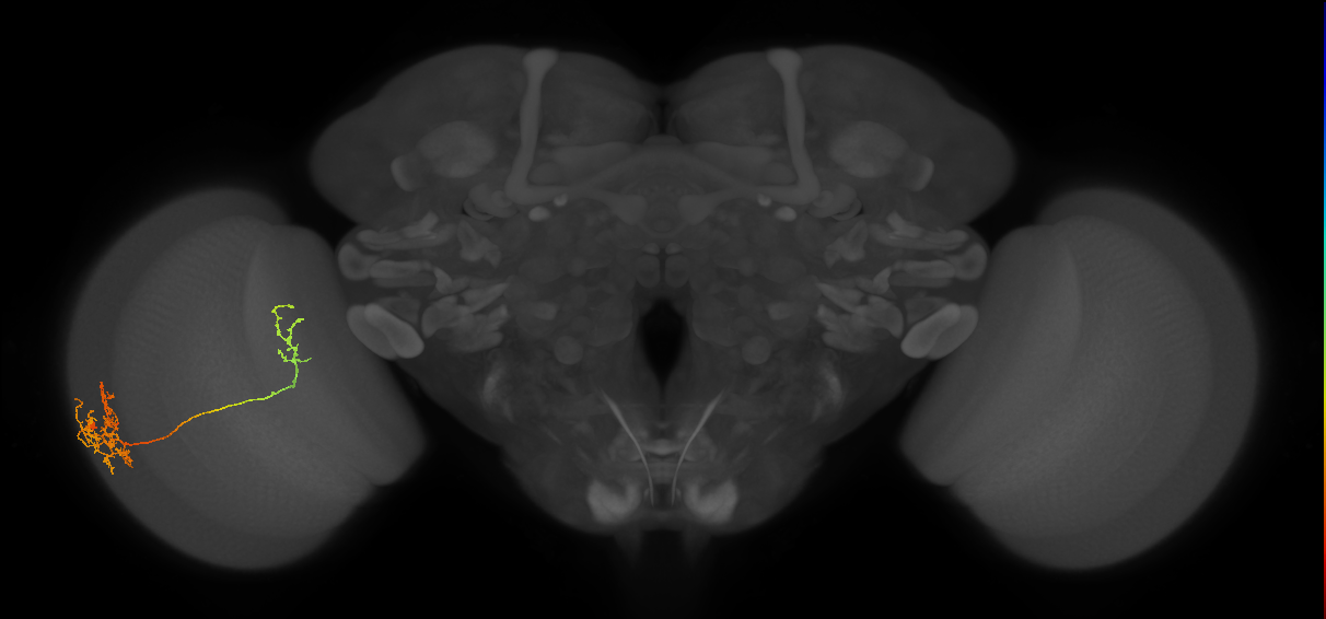 Tm26_L (MaleCNS:535967)