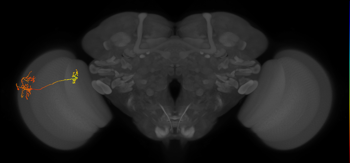 Tm26_L (MaleCNS:52343)